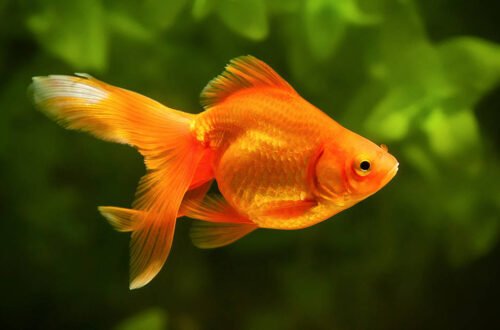 can you eat goldfish