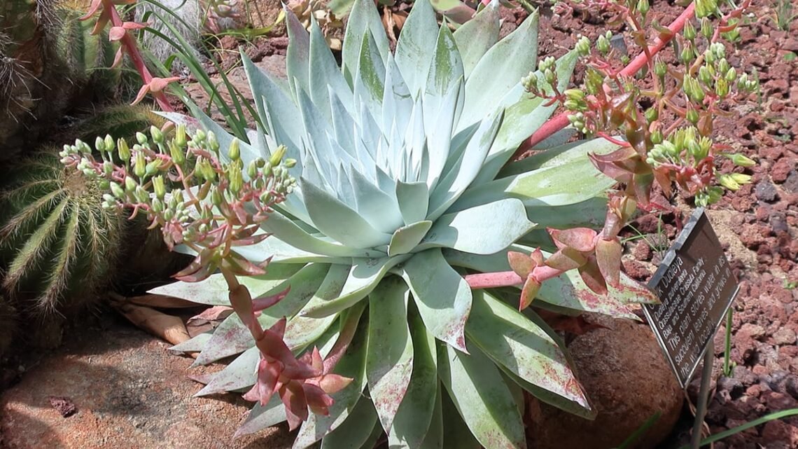 dudleya