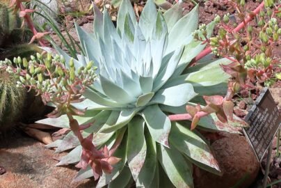 dudleya