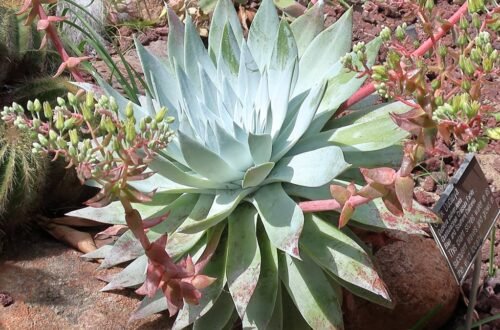 dudleya