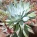 dudleya
